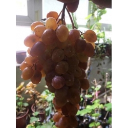 KAHVE DEVE DİŞİ ÜZÜMÜ KAHVE DEVE DİŞİ ÜZÜMÜ